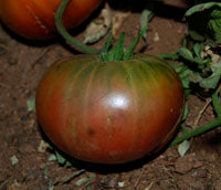 Tomato: Black Bear - seeds