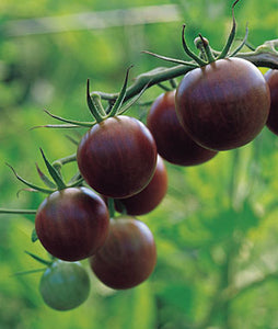 Tomato: Black Cherry - seeds
