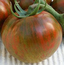 Tomato: Black Zebra - seedling
