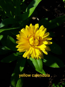 Calendula: Yellow - seeds