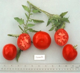 Tomato: Carmello - seeds