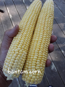 Corn: Golden Bantam - seeds