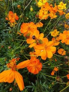 Cosmos: Bright Lights - seeds