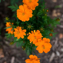 Load image into Gallery viewer, Cosmos: Cosmic Yellow &amp; Orange Mix - seeds
