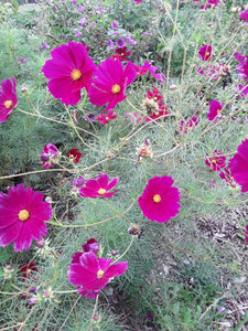 Cosmos: Rubenza - seeds