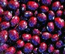 Beans: Cranberry - seeds