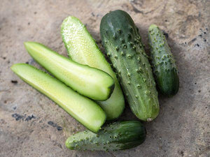 Cucumber: Chicago Pickling - seeds