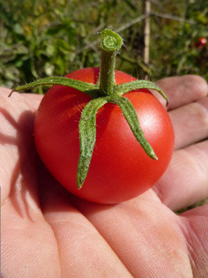 Tomato: Deutscher Fleiss - seeds