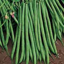 Beans: Fin de Bagnol - seeds