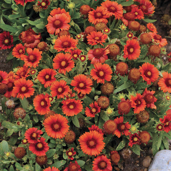 Gaillardia: Arizona Red Shades - seeds