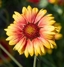 Load image into Gallery viewer, Gaillardia: Double Sunset / Blanket Flower Mix - seeds

