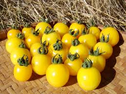 Tomato: Galinas - seeds