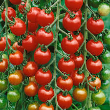 Tomato: Gardener's Delight - seeds