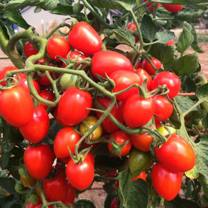 Tomato: Gardener's Sweetheart - seeds