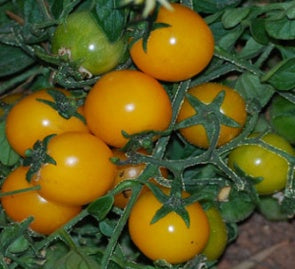 Tomato: Gold Nugget - seeds