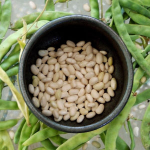 Beans: Great Northern - seeds