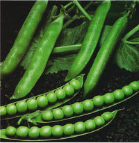 Pea, Garden: Green Arrow - seeds