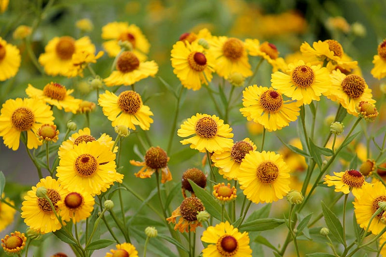 Sneezeweed: Helenium Autumn Sneeze - seedling