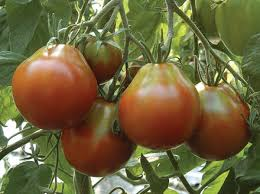 Tomato: Japanese Black Trifele - seeds