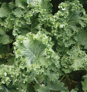 Kale: Mixed - seeds