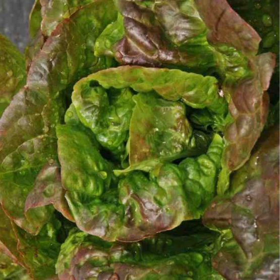 Lettuce: Baquieu - seeds