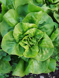 Lettuce: Buttercrunch - seeds