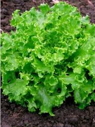 Lettuce: Gold Rush - seeds