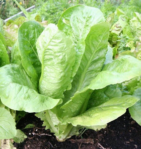 Lettuce: Parris Island Cos - seeds