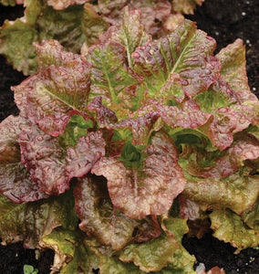 Lettuce: Red Sails - seeds