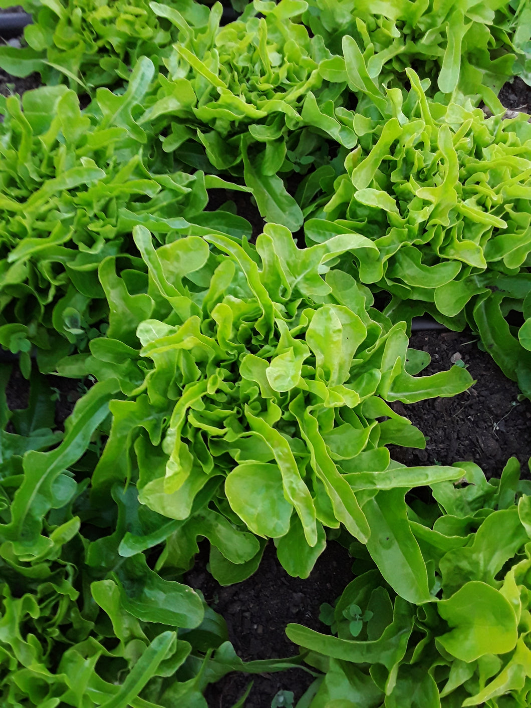 Lettuce: Royal Oakleaf - seeds
