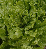Lettuce: Tropicana - seeds