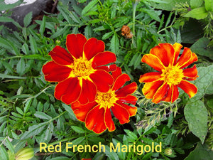 Marigold: French Red - seeds