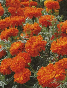 Marigold: Kee's Orange - seeds