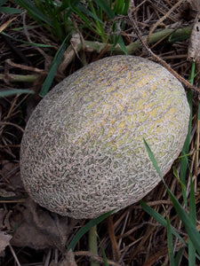 Melon: Hale's Best - seeds