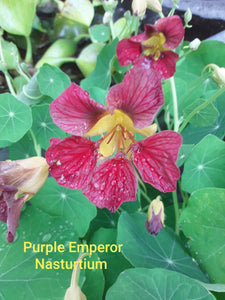 Nasturtium: Purple Emperor - seeds