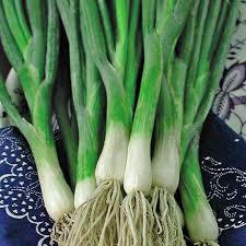 Onions: Welsh Onion - seeds