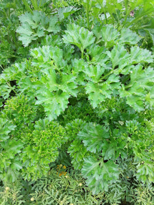 Parsley: Curly - seeds
