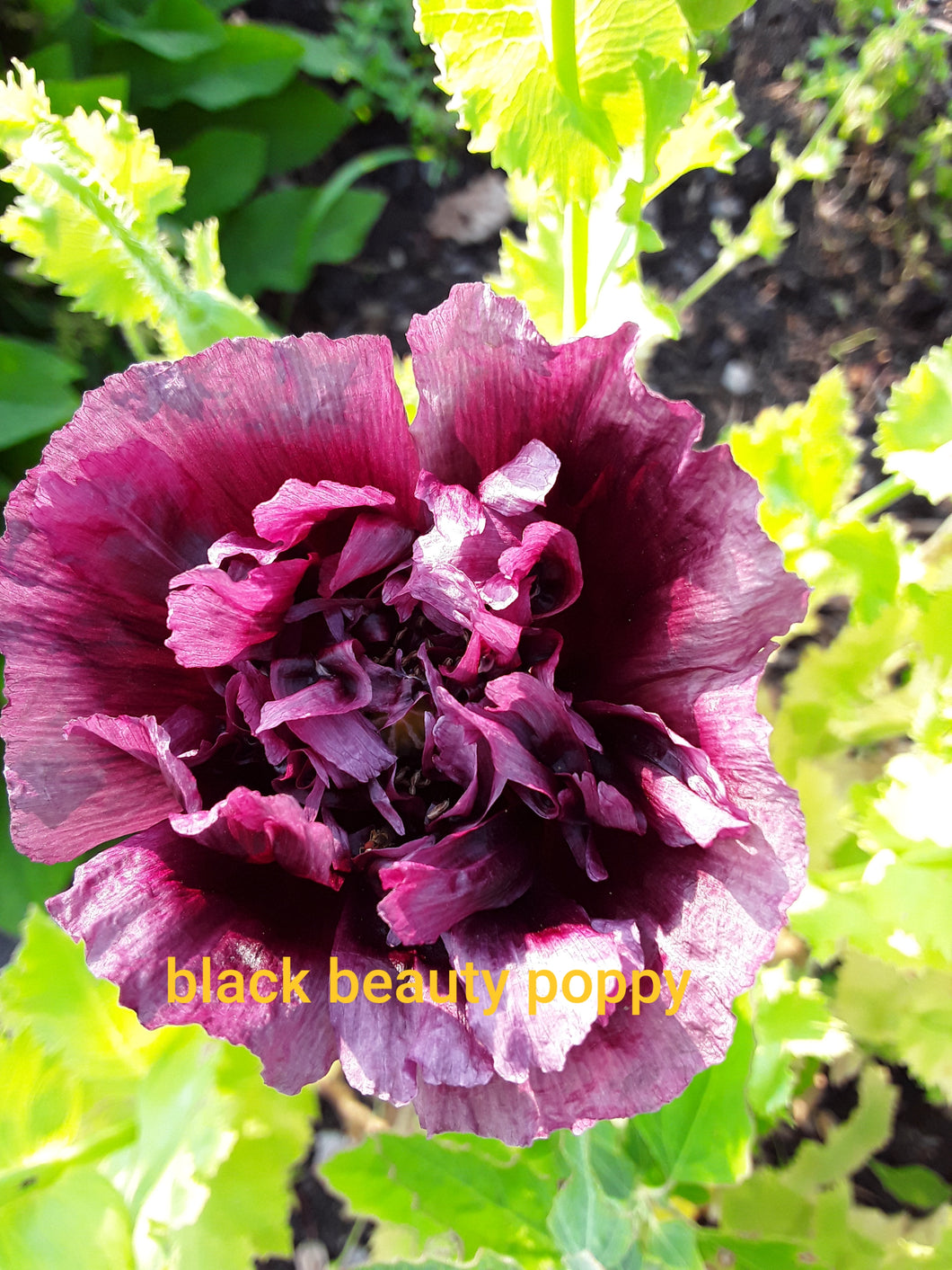 Poppy: Black Beauty - seeds