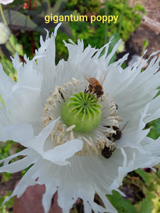 Poppy: Gigantum - seeds