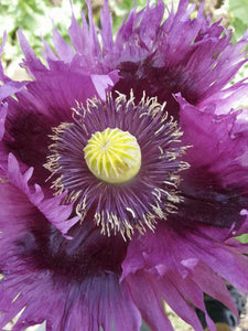 Poppy: Jim's Purple Haze - seeds