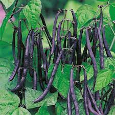Beans: Purple Teepee - seeds