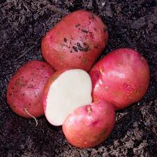Potatoes - Red Chieftan (2 lbs)