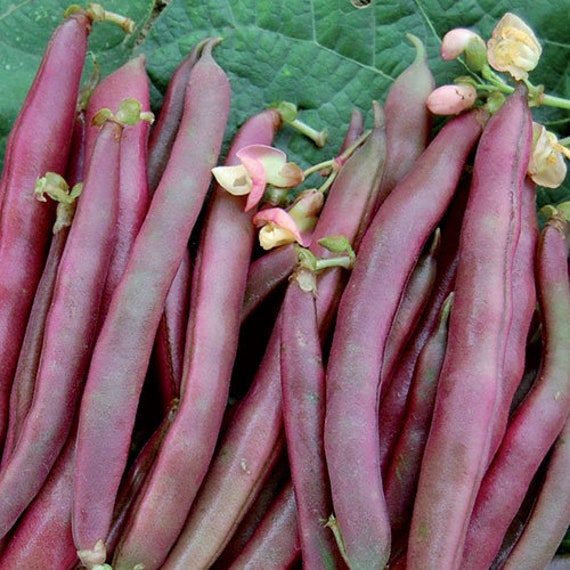 Beans: Red Swan - seeds