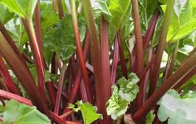 Rhubarb - seedling