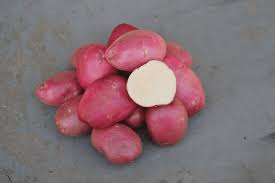 Potatoes: Roko (2 lbs)