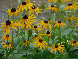 Rudbeckia: Hirta (Black Eyed Susan) - seeds