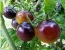 Tomato: Amethyst Cream - seeds