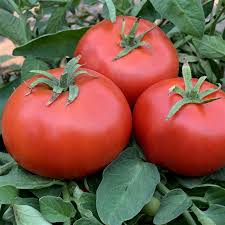 Tomato: Sophie's Choice - seeds
