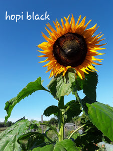 Sunflower: Hopi Black - seedling