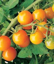 Tomato: Sweet Orange Cherry - seeds